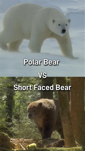 Polar Bear vs Short Faced Bear...#viral #vsedit