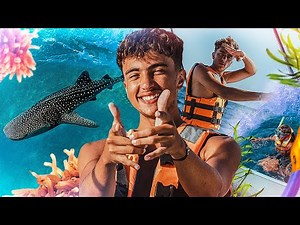 J'ai nagé avec des requins au Mexique ! (une des meilleurs expérience de ma vie vrmt !!)