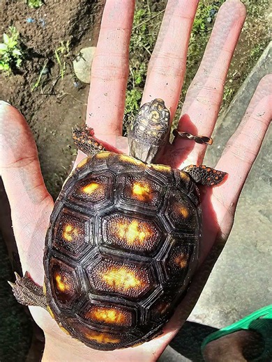 Look how much Kenta has GROWN! 🐢✋