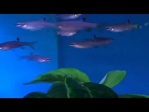 Splash Tetra (Copella arnoldi) - Tropical Fish