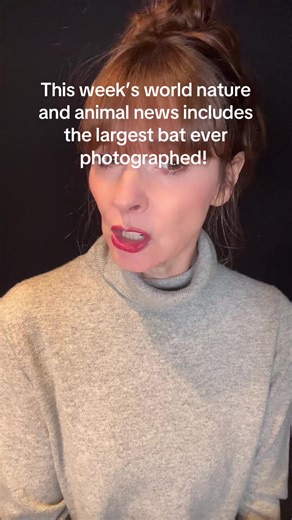The largest bat ever photographed has a wingspan as large as a human being! This week’s world nature and animal news is shocking!! #victoriastilwellpositively #victoriastilwellacademy #vspdt #nature #animals