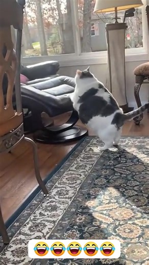 Funny fatty cats | Pets & Cats