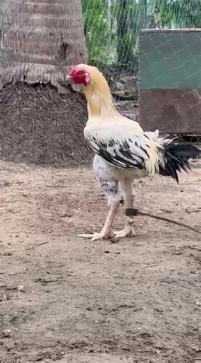 The King of the Farm: Stunning Asil Rooster 🐓