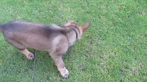 22K views · 1K reactions | From puppy to tracking dog in 8 months....