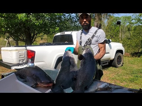 How to Clean a BIG Catfish with James #lazypondfarm Fish & Hunt Blue Cat Cleaning Session