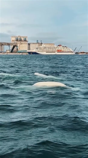EXPEDITION HUDSON BAY: Our HANSEATIC nature explored the Hudson Bay, an inland marginal sea in northeastern Canada about three times the size of the Baltic. On board, biologist Nadja Gerull shared insights into this fascinating region. We asked her about her personal highlight. Nadja: "Every summer, more than 5,000 belugas gather in the mouth of the Churchill River to give birth to their calves. At sunset, we set out in the Zodiac for an exploration. Within minutes, some white whales are swirlin