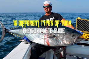 16 Different Types of Tuna - The Complete Guide
