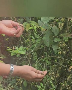 4K views · 106 reactions |  #Equisetum arvense: A Taste of Ancient...