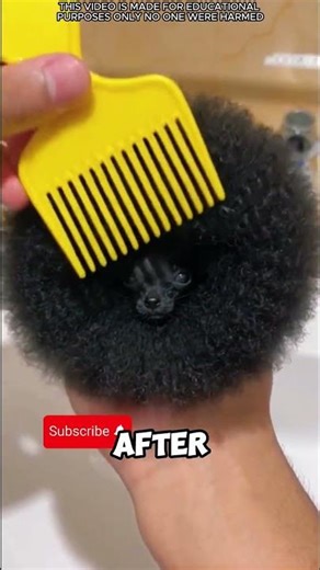 World’s Tiniest Black Dog 🖤🐶!#shorts #facts