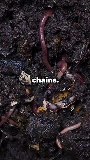 Worms Quietly Keep Ecosystems Alive | Did you know? #animals #animalfacts #facts