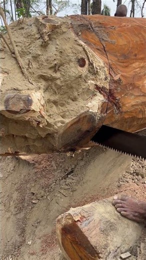 "Amazing! 😱 Cutting a massive log with a saw technique!" 🪚#shorts #viral #hardworkworks