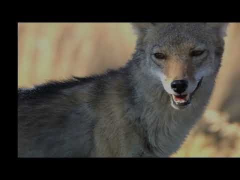 Here's how to keep your pets safe from coyotes