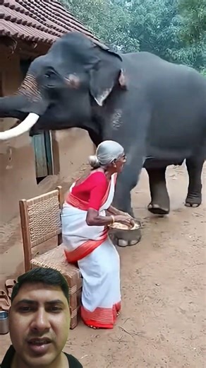 elephant attack #village #shortsvideo
