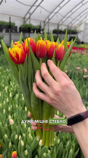 Tulip cut Hennie van der Most 25 pcs (bouquet)