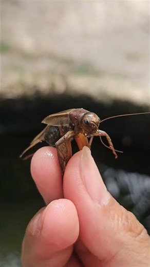 House cricket insect