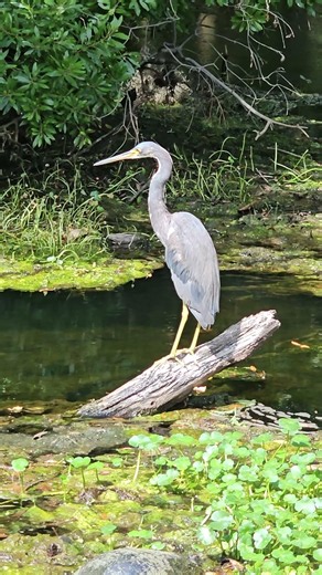 Beautiful Large Blue Heron