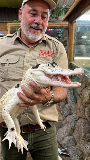 Rare albino alligator stuns with white eyes and blue details