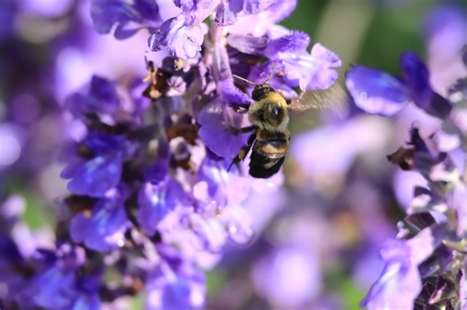 27K views · 772 reactions | We are buzzing with excitement over #WorldBeeDay!  Disney Conservation Director, Dr. Zak, is giving us some un-bee-lievable fun facts about these tiny, fuzzy, black and yellow pollinators! Be on the lookout for them at some of the many pollinator gardens across Walt Disney World. | Disney's Animals, Science and Environment | Facebook