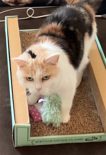 Saturday Morning Shenanigans with Snicks and My Dawgs