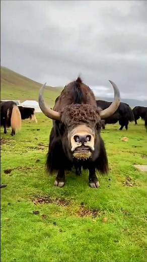 Yak Smelling Behavior Before Mating | Natural Courtship in the Wild