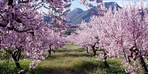 Blossom in Spain - Where to See the Most Beautiful Landscapes in Springtime