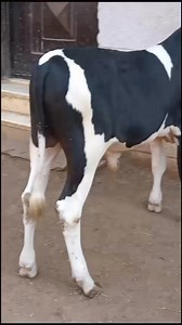 16K views · 187 reactions | متاح بفضل الله دكر خليطالوزن ٢٢٠ كالعنوان :- المنوفيه - شبين الكوم للتواصل :- ٠١٠٠٤٦٨٨٩٦٢ | سوقنا كل يوم | Facebook