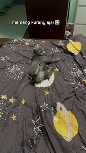 Kucing Imut dan Lucu yang Viral