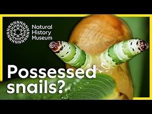 Can parasites use mind control? | Surprising Science