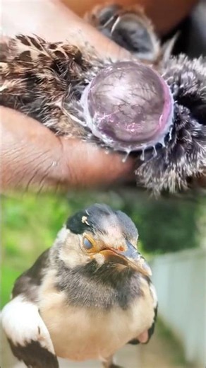 Bird Egg Removal Surgery | Safe Veterinary Rescue