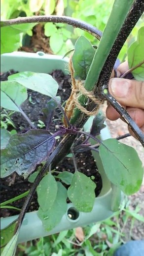 How to Prune Eggplants into a 3-Stem System #VegetableGardening