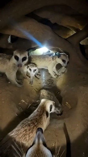 Meerkat Family in Their Hidden Home 🕳️ #animals #wildlife