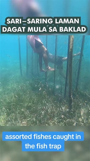 Assorted fishes caught in the fish trap #palawan #philippines #fishing #palawanfishing #islandlife #gopro #fishingislife