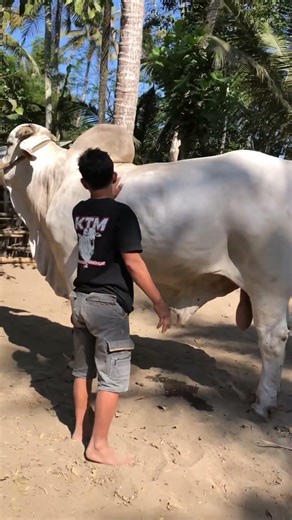 Mr. Gather's monster cow