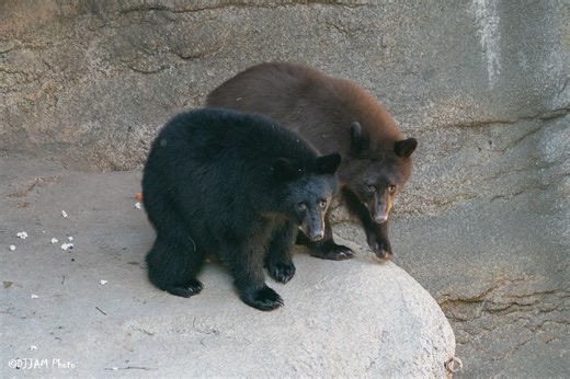 Cincinnati Zoo welcomes bear cubs Hazel and Juniper to Bear Ridge