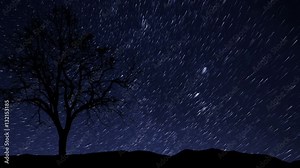 10941 4k UHD night sky stars tree time lapse star trail