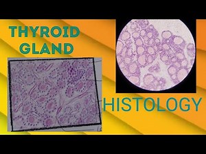 Thyroid Gland Histology Explanation with Drawing | Anatomy |