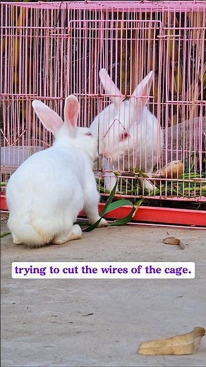 Cute Rabbit Couple🫂🐇🥰 | Cute Love💕Story | Pray For This Poor🐇 Rabbit