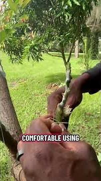 Making a cocktail avocado tree #avocado #avocado tree #graftingfruittrees #grafting #andrethefarmer