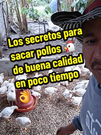 Secretos para sacar pollos de buena calidad rápidamente