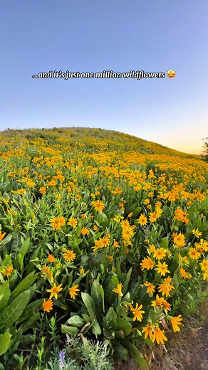 Exploring Twin Peaks: Nature and Adventure Awaits