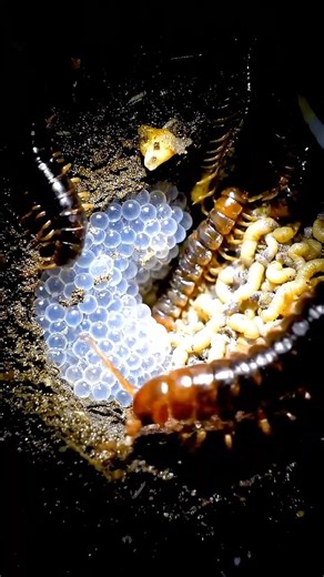 POV: Inside a Centipede Colony Beneath the Soil