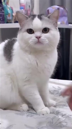 Cat knocks over a lamp, pretends to be innocent 🐱💡 #cat #fyp #Funny #viral #funnyvideos