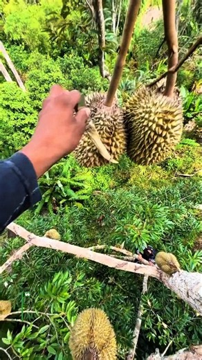 Durian Harvest Technique Increases Safety And Efficiency#DurianHarvest #FruitPicking #FarmLife