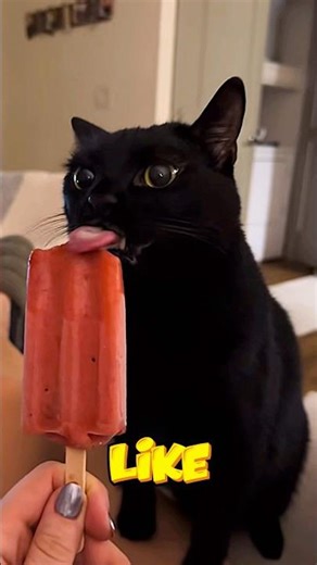 Imagine you're about to eat and your kittens are hungry. What food would you give them? 😍