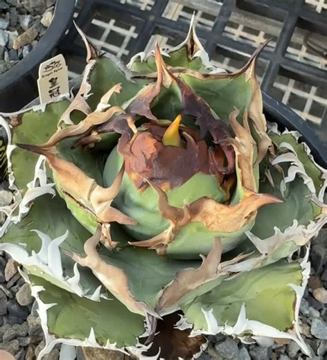Dragon Agave on Instagram: "Agave titanota。極品皇冠👑👑👑 #竜舌蘭 #厳竜 #アガベ #용설란 #多肉植物 #agave#titanota #仙人掌#植物 #塊根#鹿角蕨#觀葉#妖炎#曲刺#hybrid #交種#放鬆#流行#嚴龍#龍舌蘭#麻花#痘痘#排刺#潮流#實生#seedling#特選#缽#專業#日本"