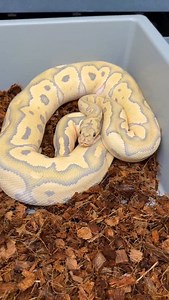5 years old. Still Amazing. Vanilla Hypo DG Clown male. The longest held male we’ve owned, and for very good reason. | Las Vegas Ball Pythons