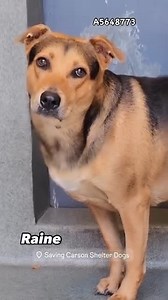 22K views · 1.2K reactions |  Rescued  A5648773 ✰ RAINE -8/28/24-...