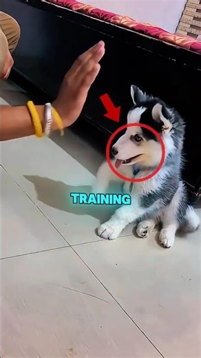 This Husky Puppy Is A GENIUS 🐶 #shorts