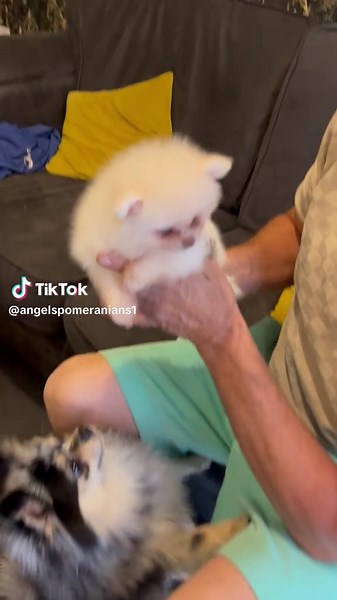 Cute Albino Pomeranian Dog Companions