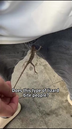 Dose this type of lizard bite people?#science #popular #usa #lizard | lizards